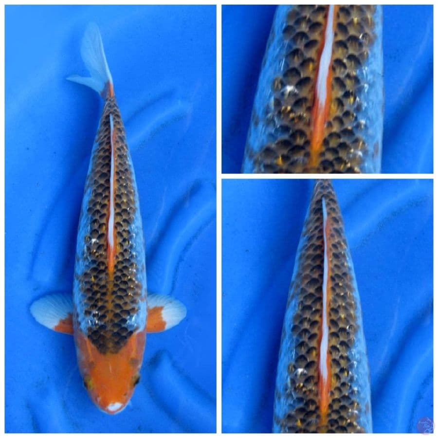 Kawarinono Jumbo ob male
