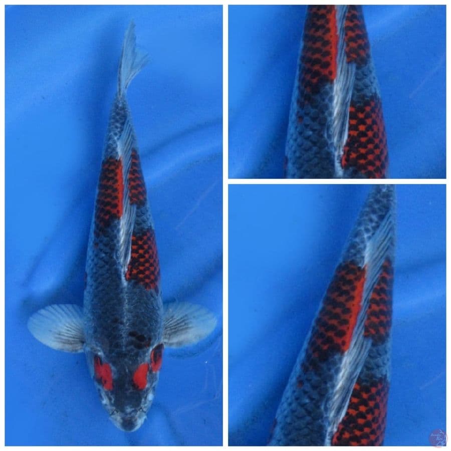 42cm , Kuro Gosiki male