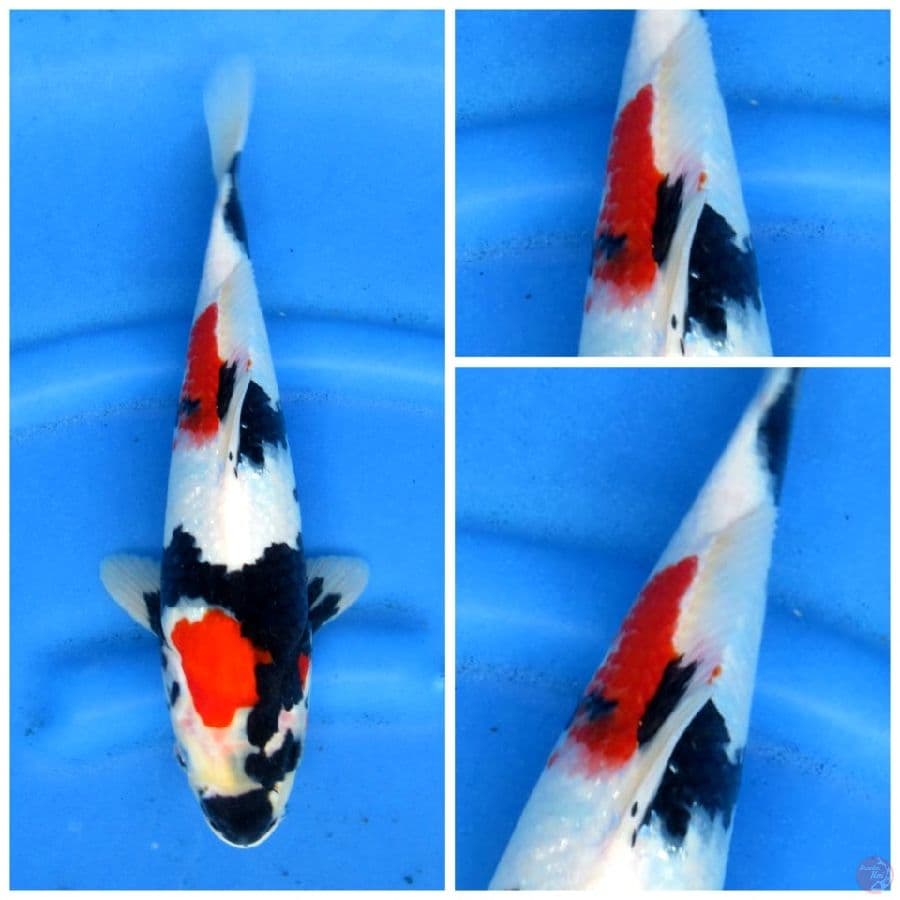 32cm , SQ Showa male