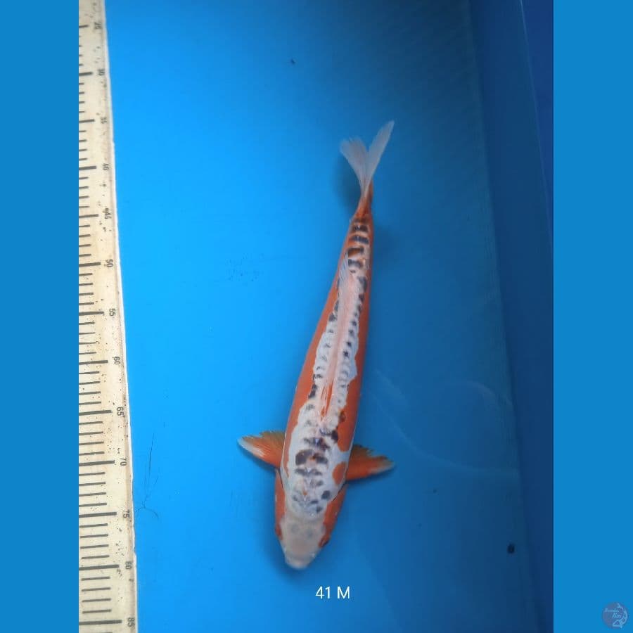 shusui 41cm Male