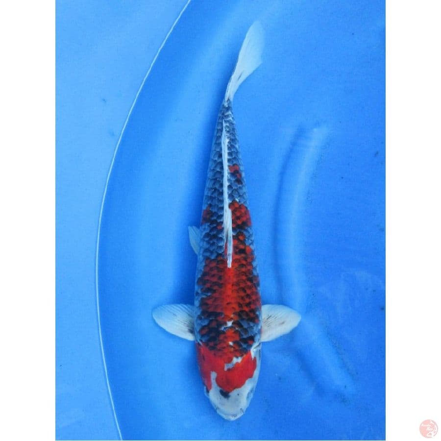 45cm , Red Goshiki