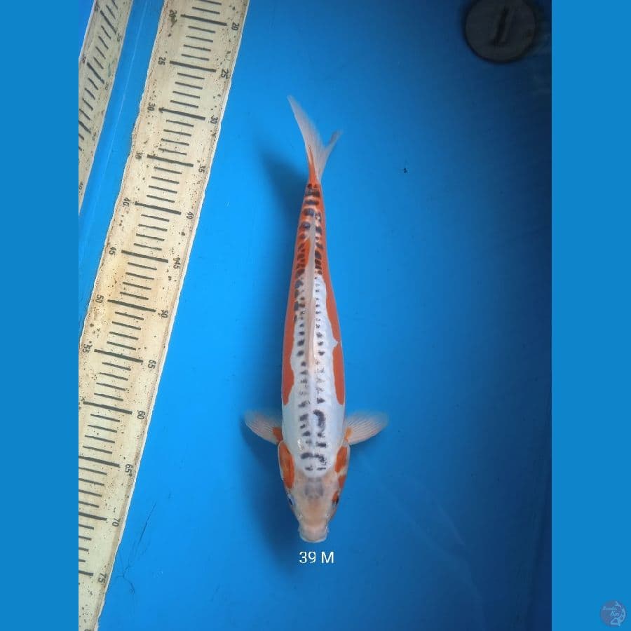 shusui 39cm male