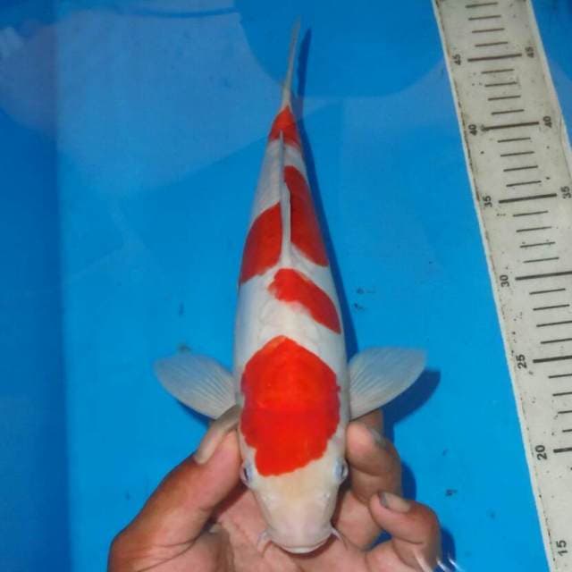 YONDAN KOHAKU