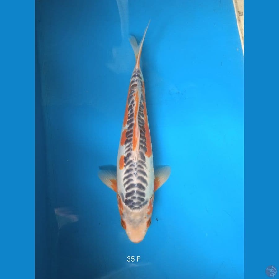 shusui 35cm F
