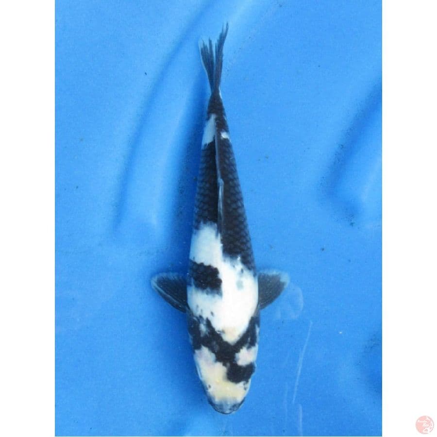 26cm , Shiro Tidak bocor