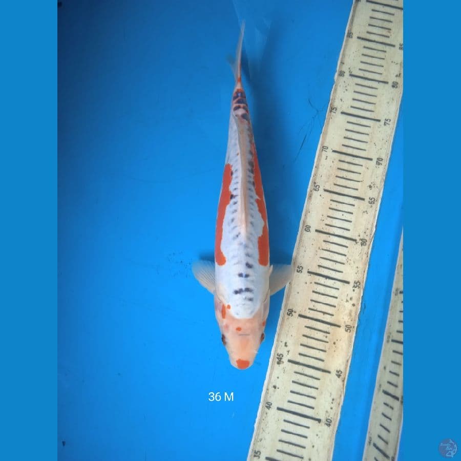 shusui 36cm Male