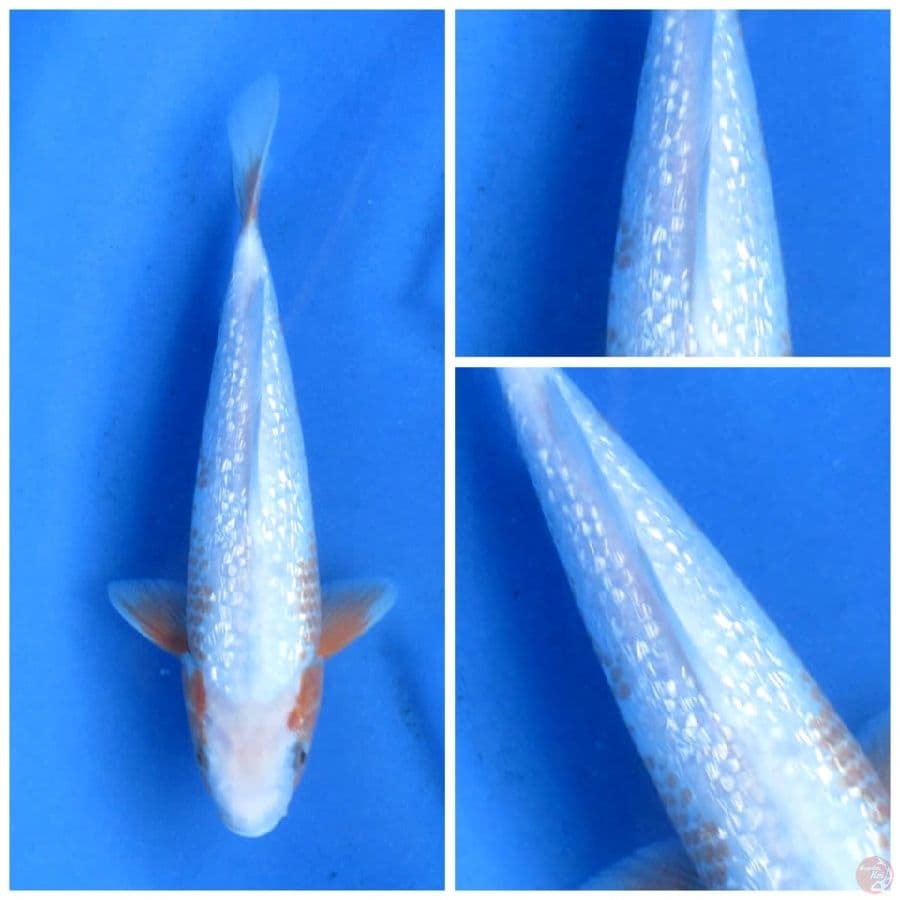 30cm , Yuki Ginrin