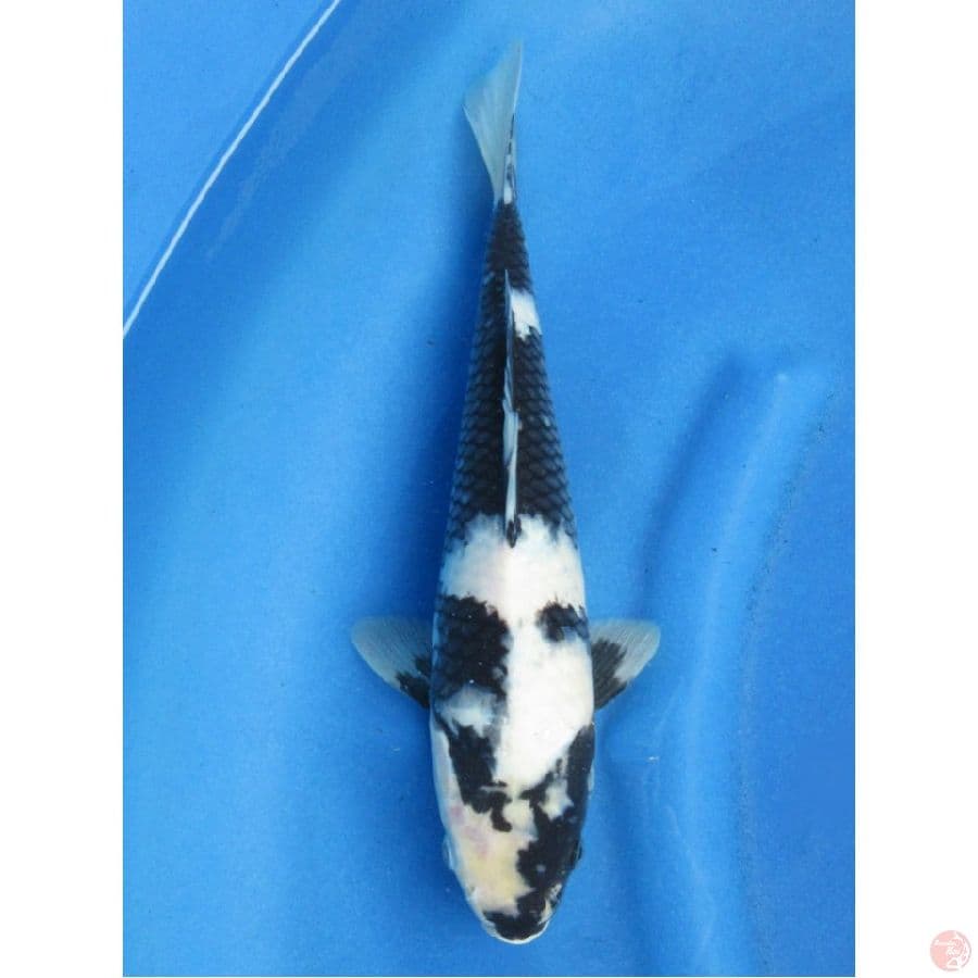 32cm , Shiro Bersih tidak bocor