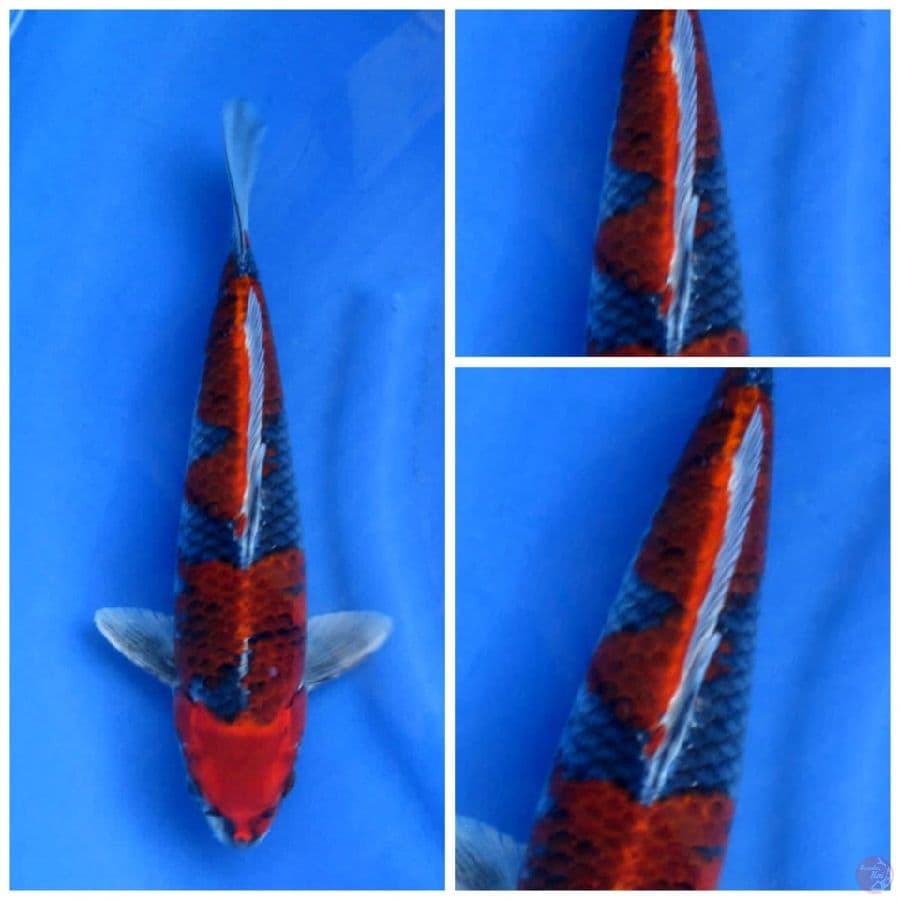 33cm , Merah Goshiki SQ