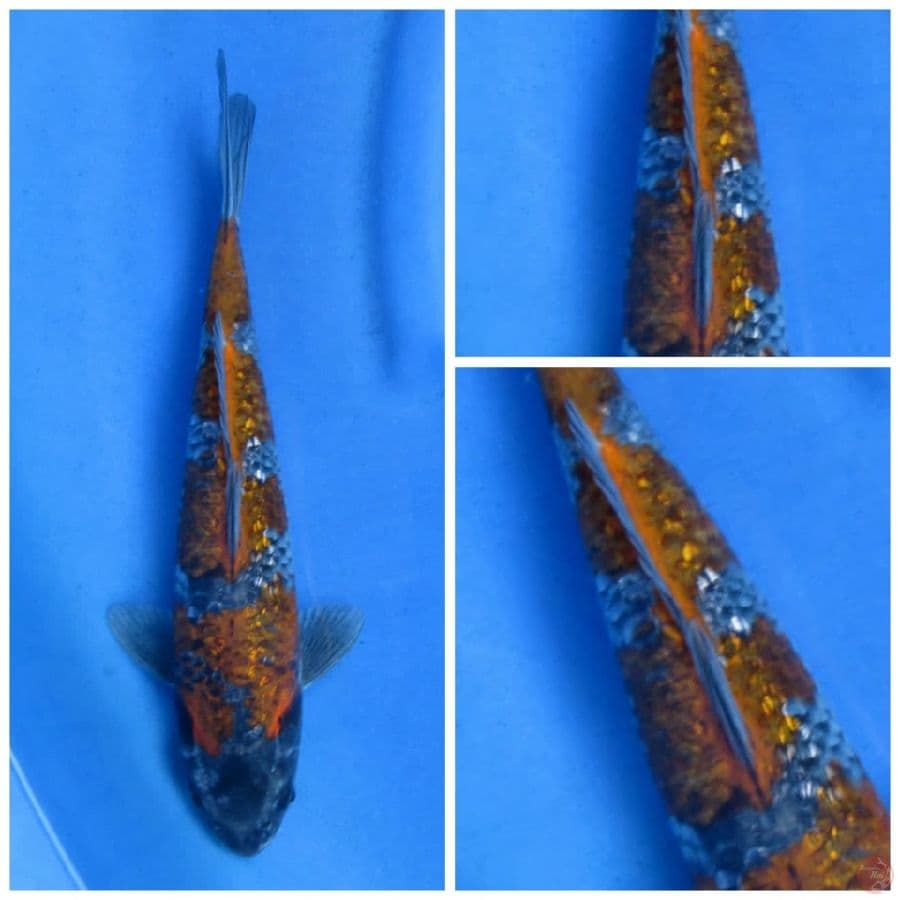32cm , Ochoba Ginrin SQ