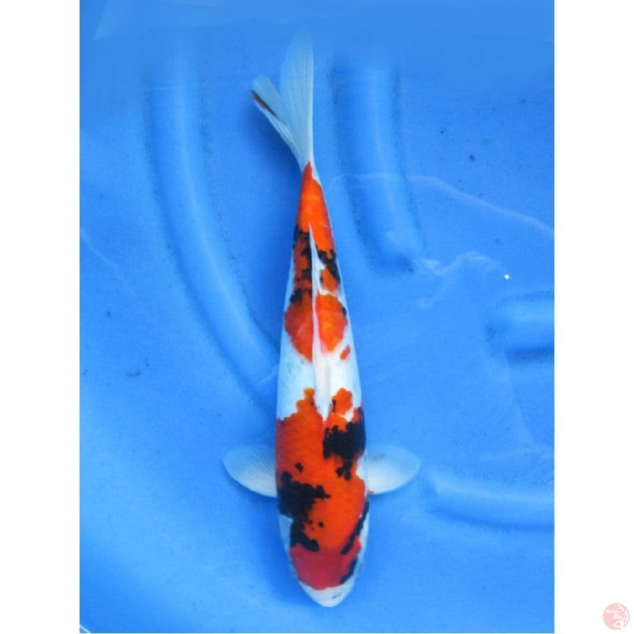 40cm , Showa Evo