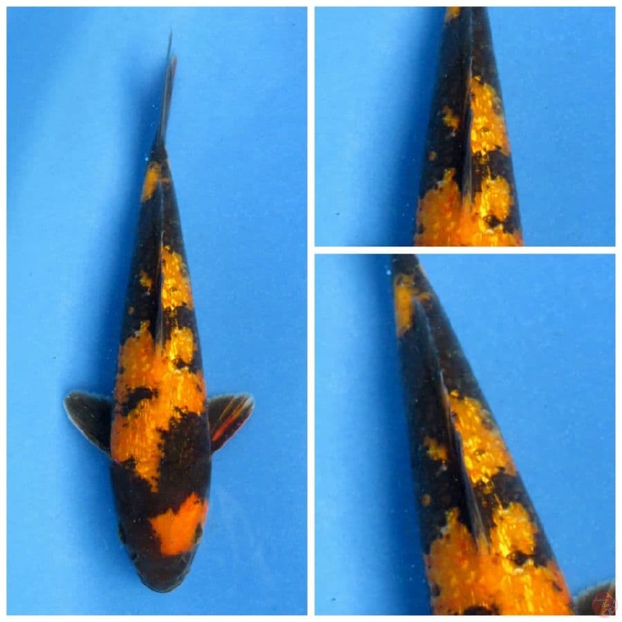 24cm , Ki Utsuri