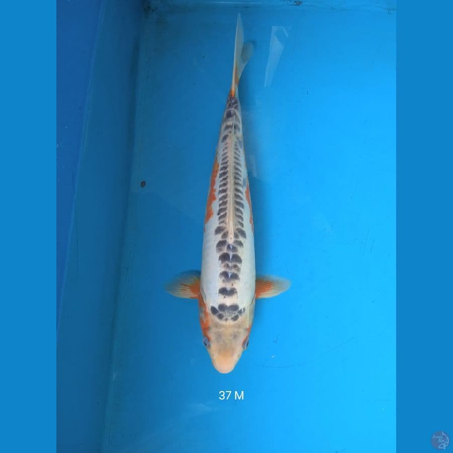 shusui 37cm Male