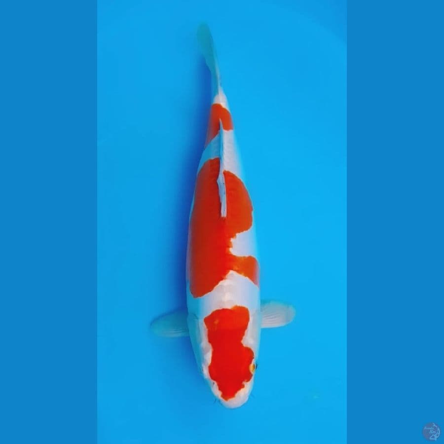 Doitsu 35cm