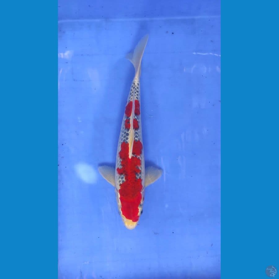 gosiki strong 34cm