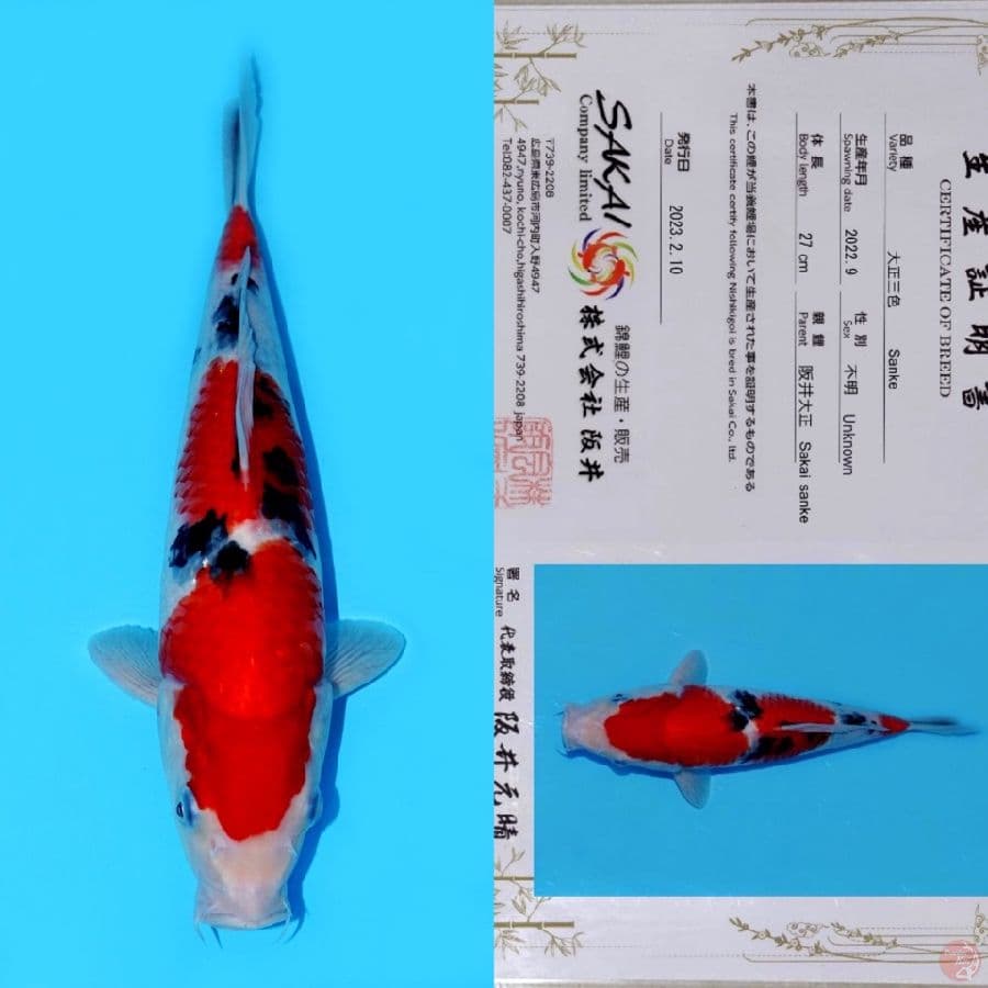 SAKAI SANDAN SANKE SQ 34 CM (koleksi pribadi)