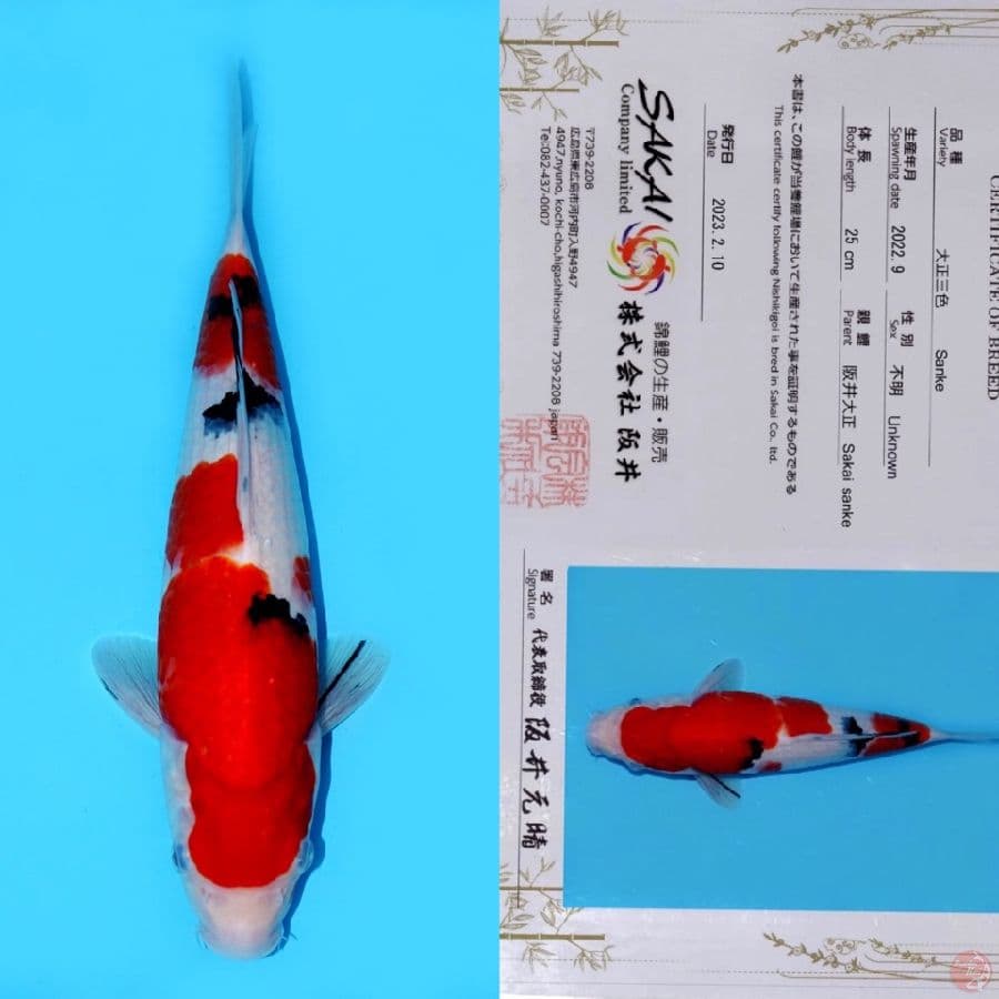 SAKAI SANDAN SANKE SQ 32CM (koleksi pribadi)