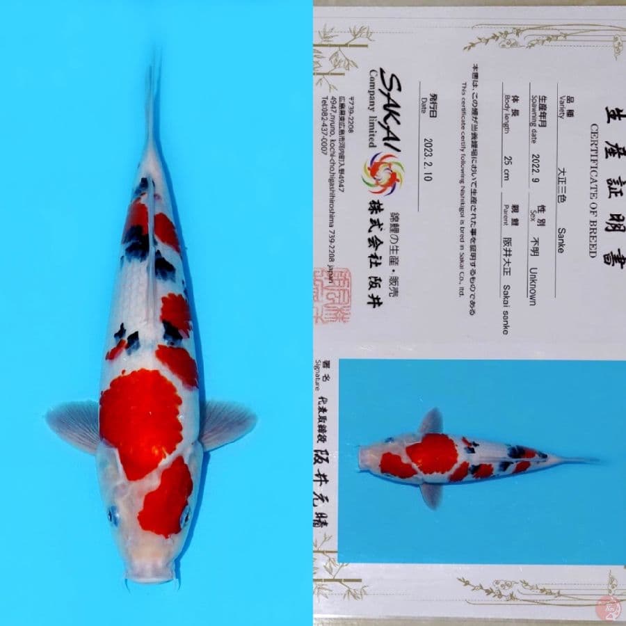 SAKAI GONDAN SANKE SQ 31CM (koleksi pribadi)