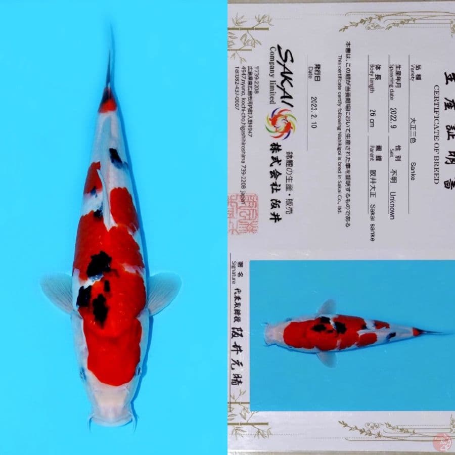SAKAI SANDAN SANKE SQ 32CM (koleksi pribadi)