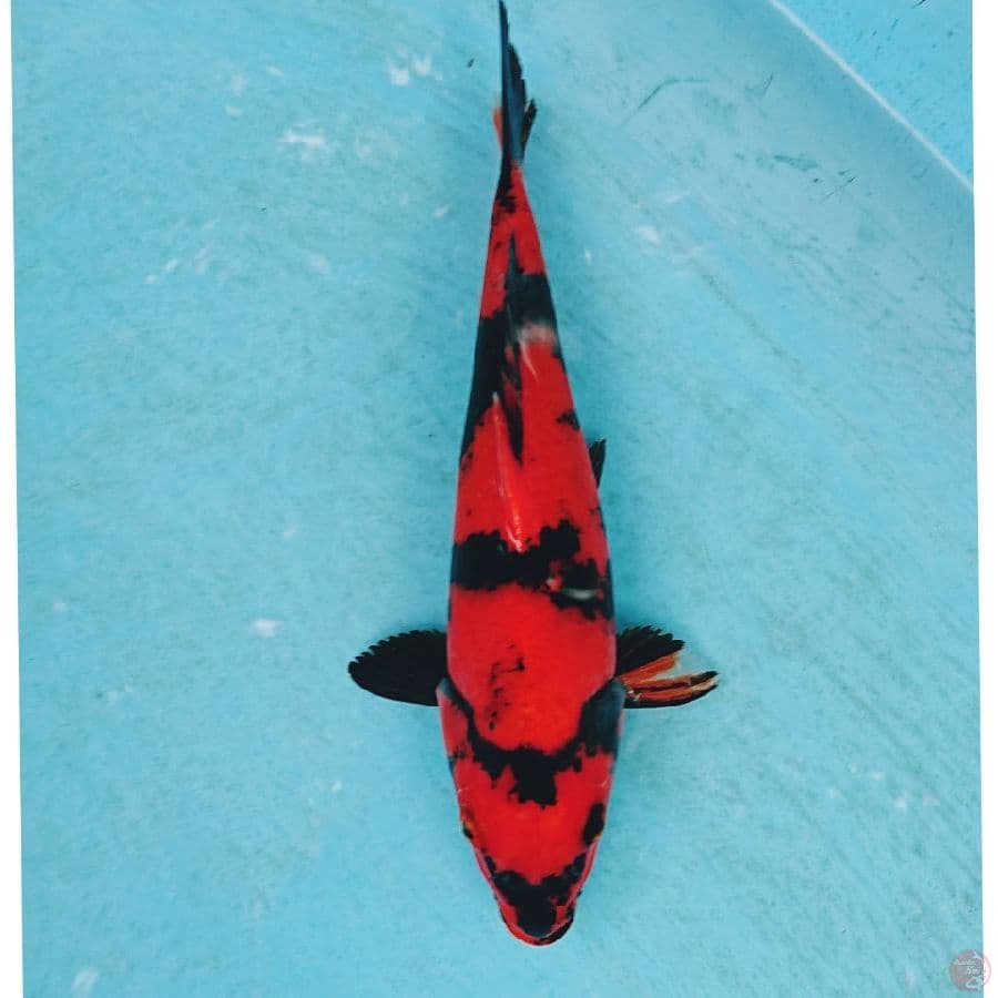 HI UTSURI 24 CM