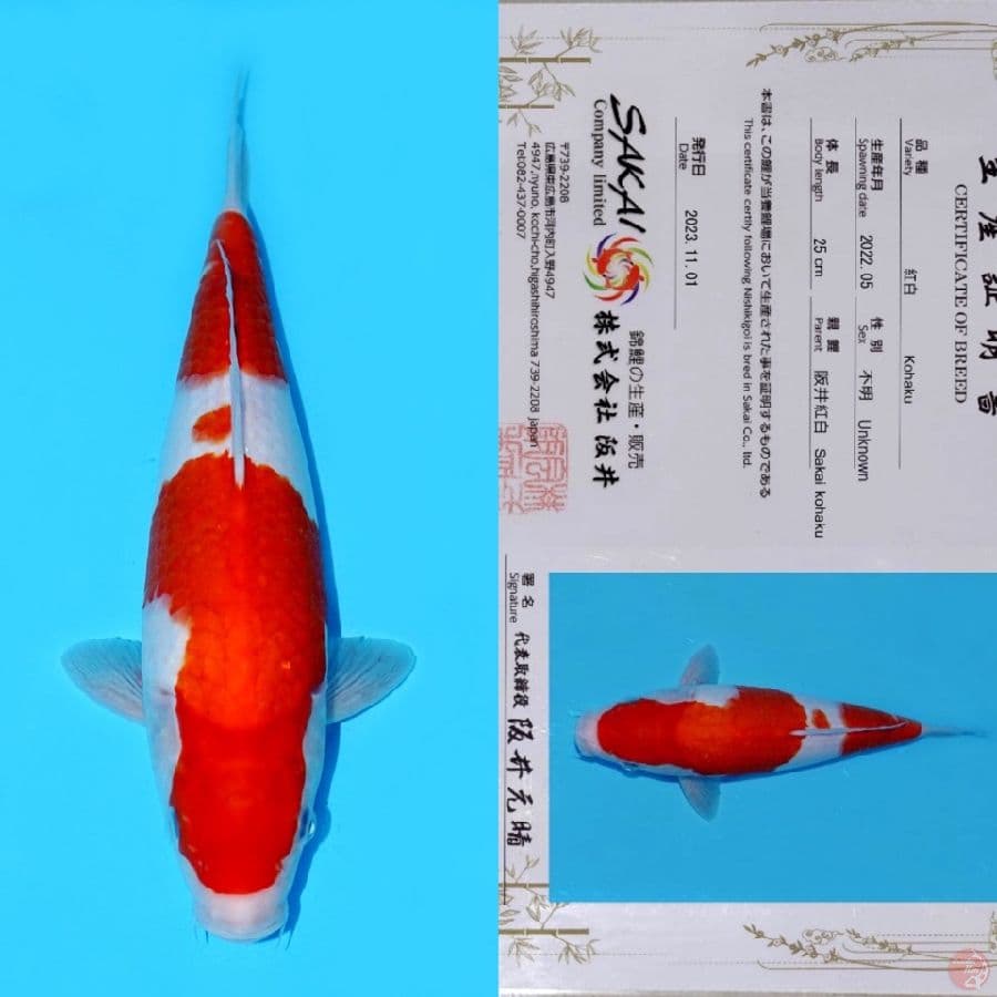 SAKAI SANDAN KOHAKU SQ 31CM (koleksi pribadi)