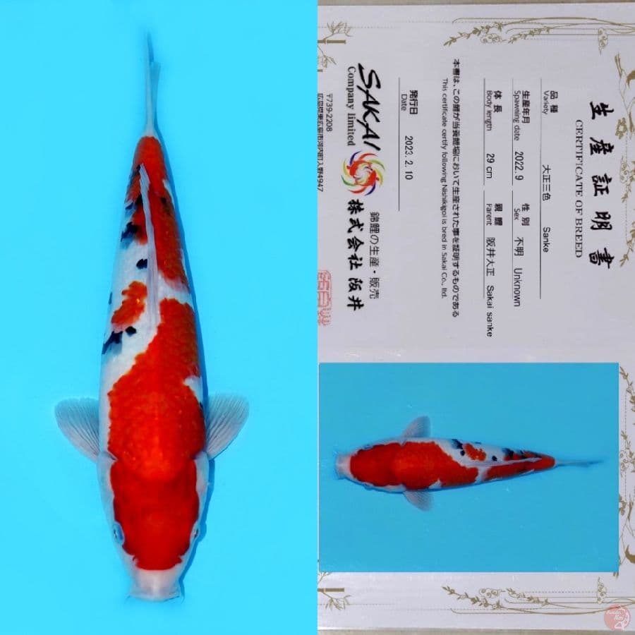 SAKAI SANDAN SANKE SQ 36CM (koleksi pribadi)