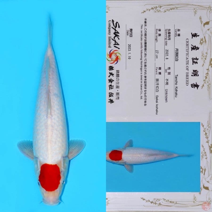 SAKAI TC KOHAKU HQ 35CM