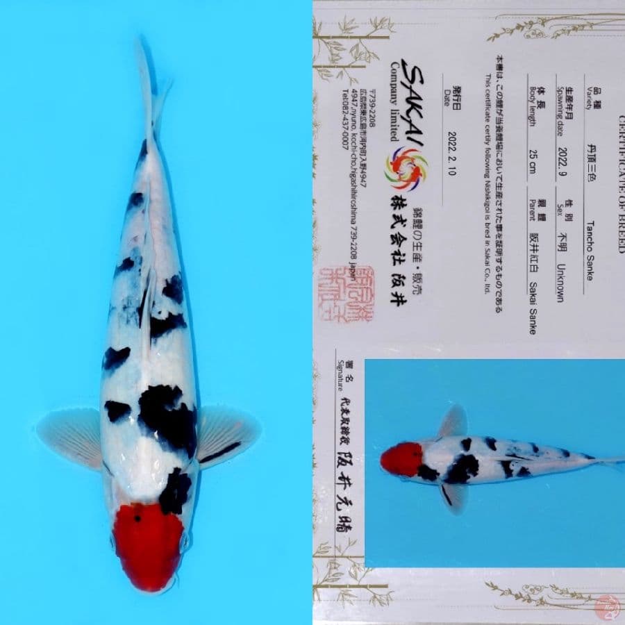 SAKAI TC SANKE HQ 31CM (koleksi pribadi)
