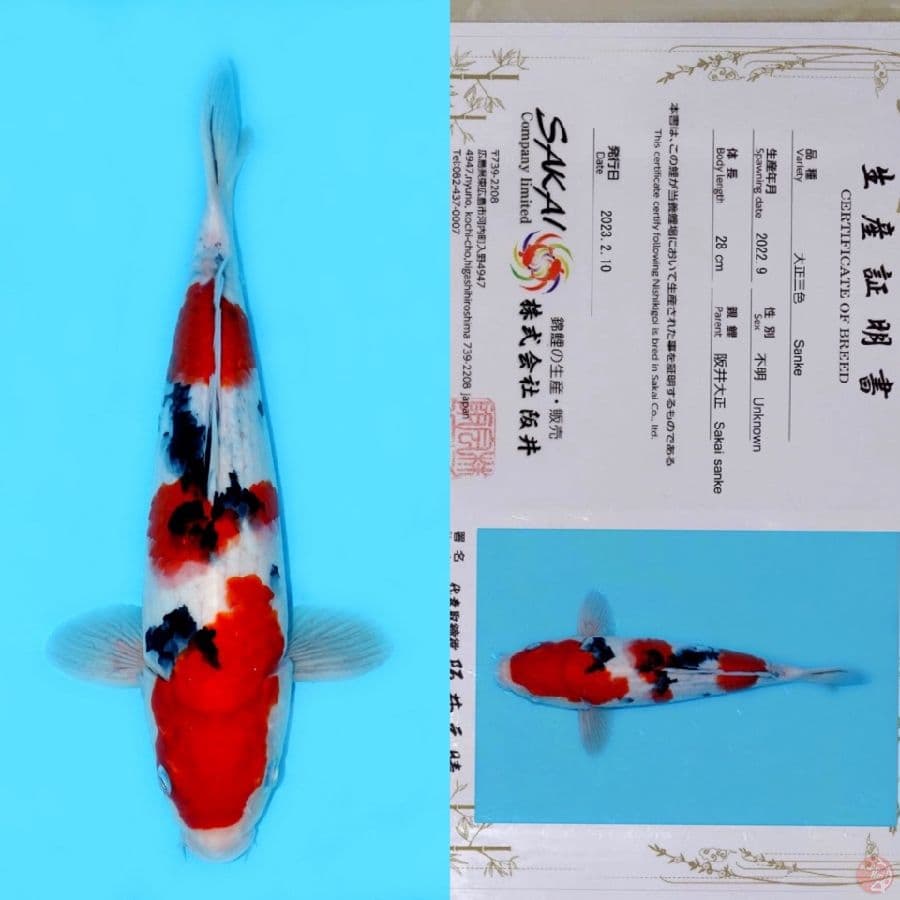 SAKAI SANDAN SANKE SQ 35CM (koleksi pribadi)
