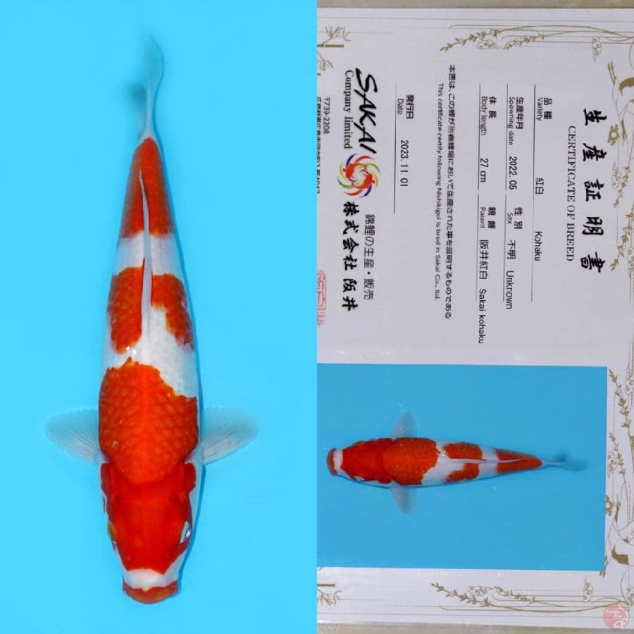 SAKAI SANDAN KOHAKU HQ 35CM (koleksi pribadi)