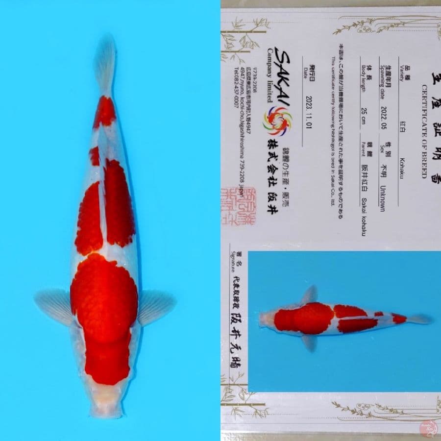 SAKAI SANDAN KOHAKU SQ 33CM (koleksi pribadi)