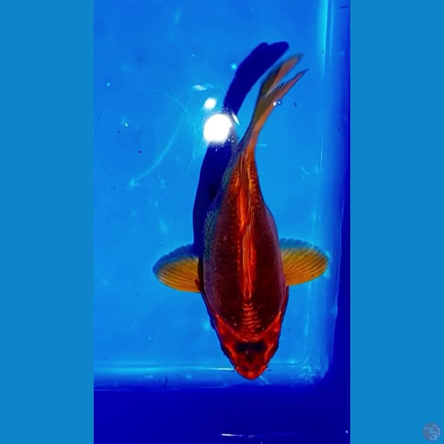 shotbodiy 25 cm.male