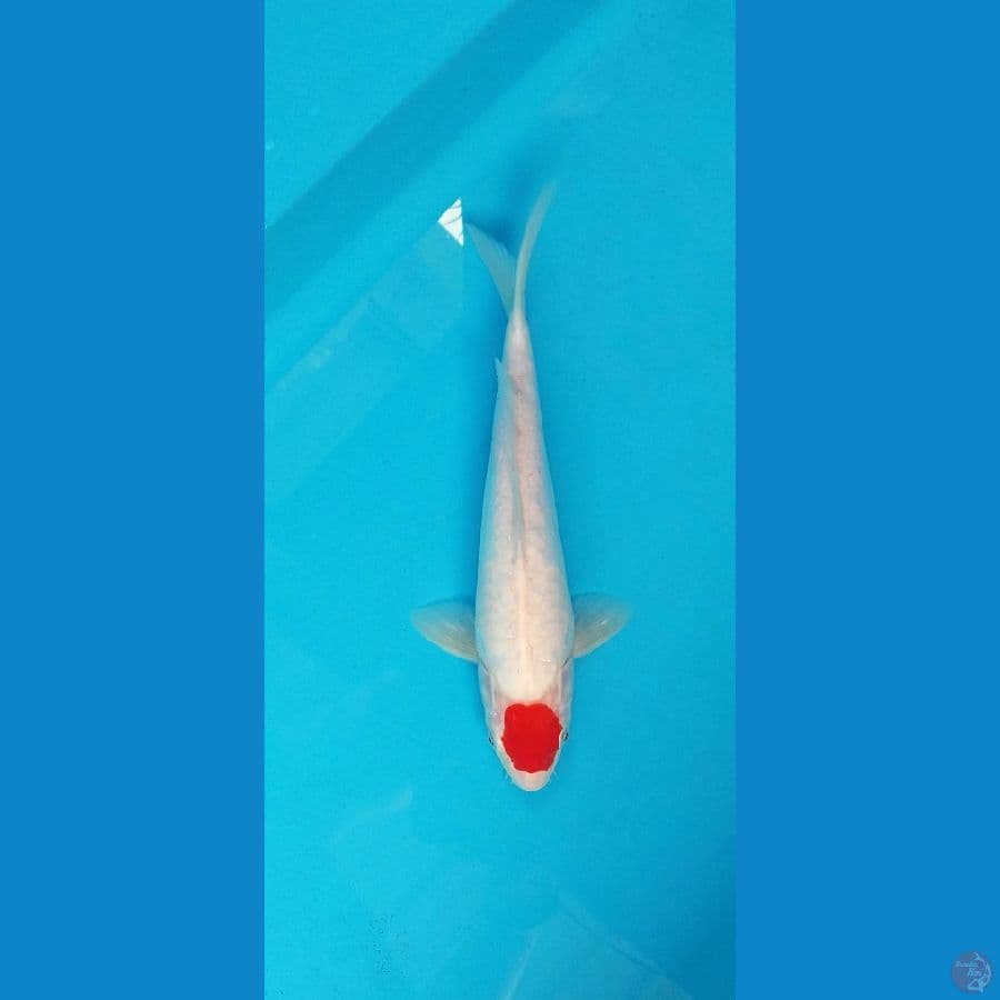 tanco kohaku beni strong shiroji putih salju 30cm