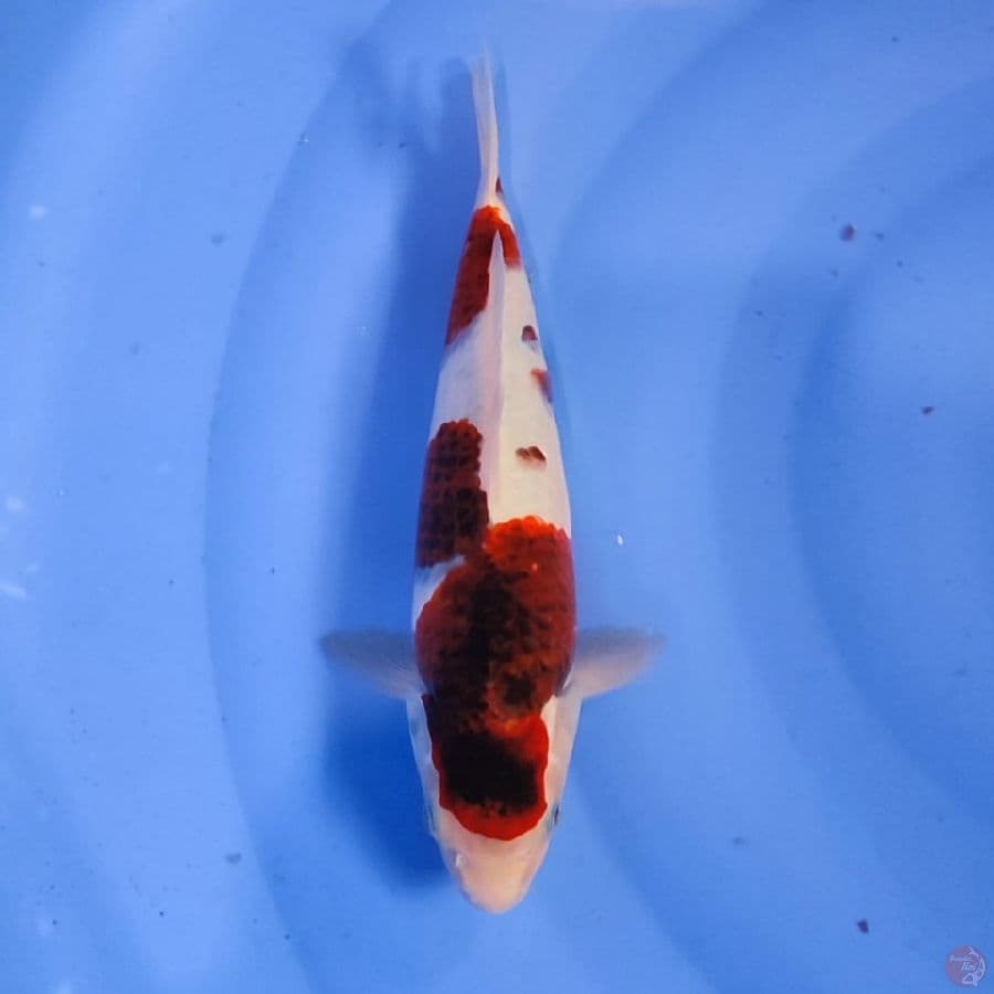 koromo HQ MALE 27cm