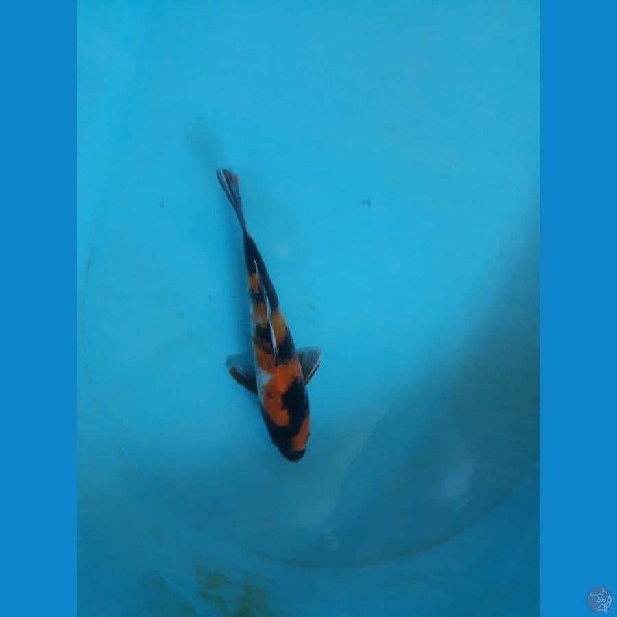 20cm sowa
