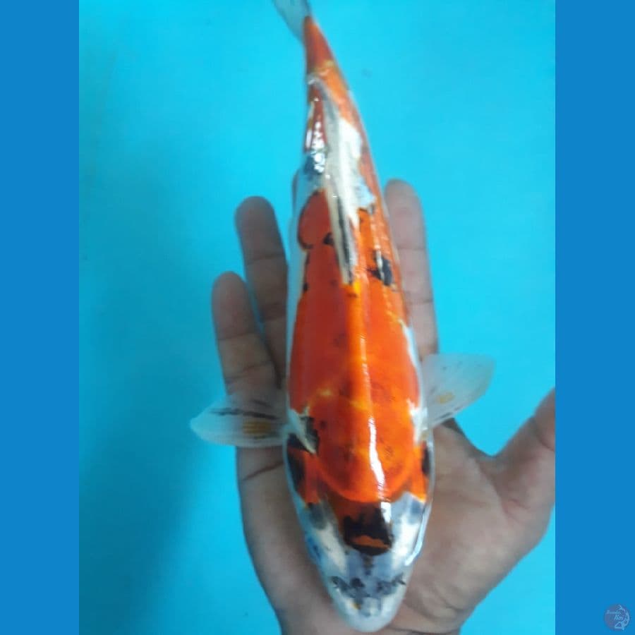 25cm kiko