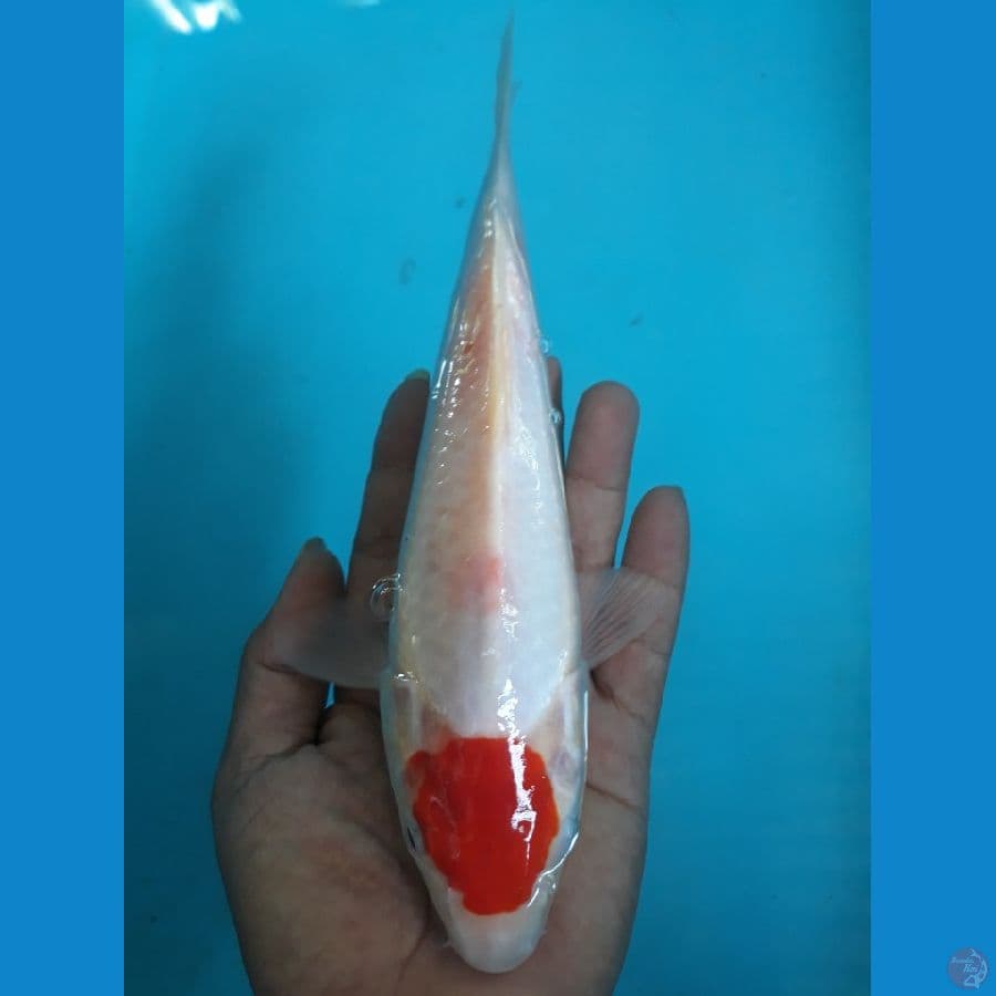 tancho 20cm