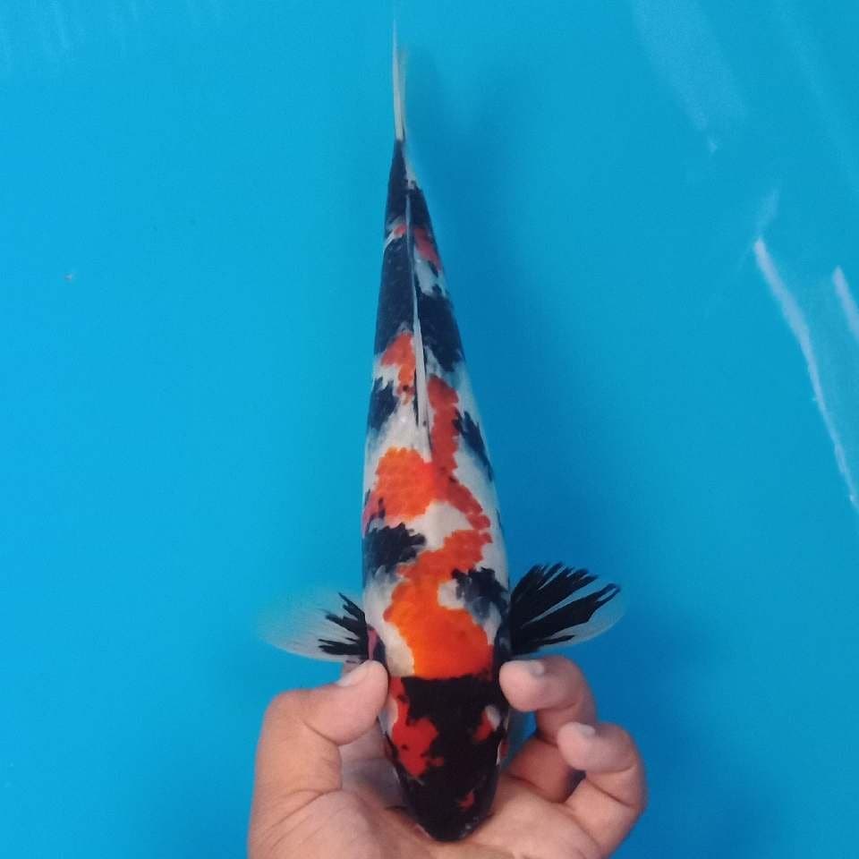 Black mamba 30cm