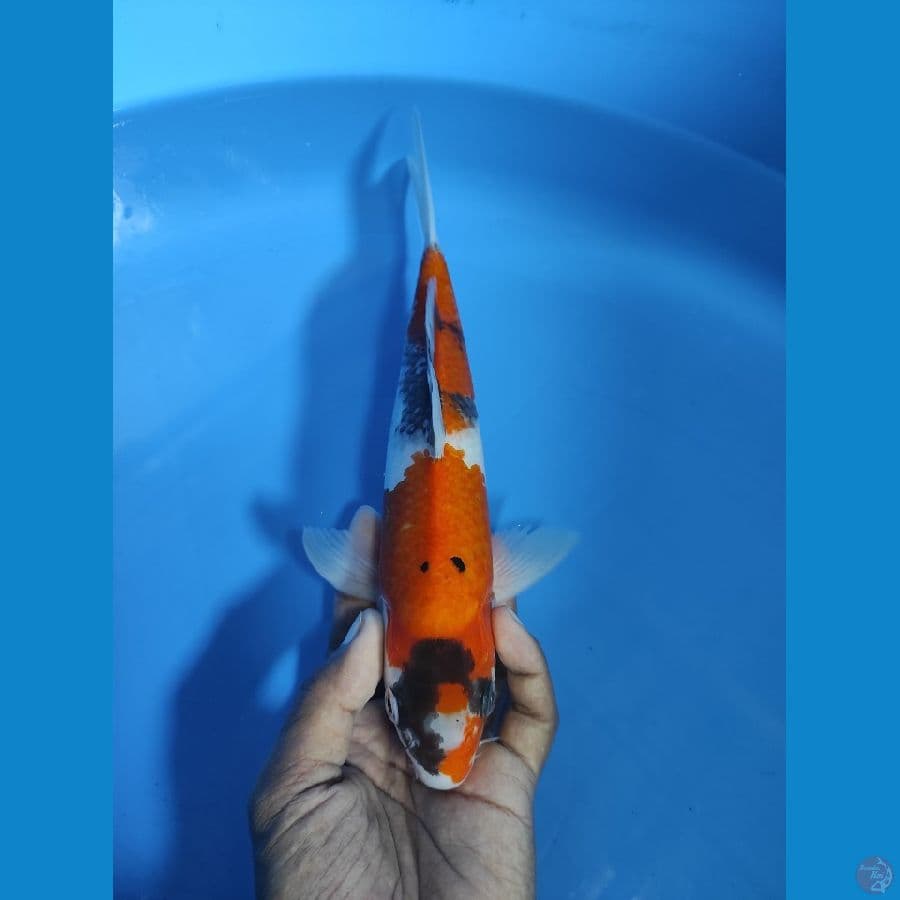 SHOWA 27CM ORIGINAL GOOD SKIN