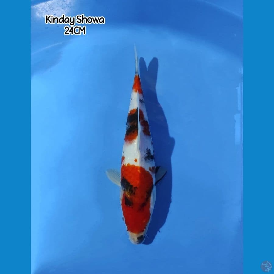 KINDAY SHOWA 3 STEP STRONG 24CM