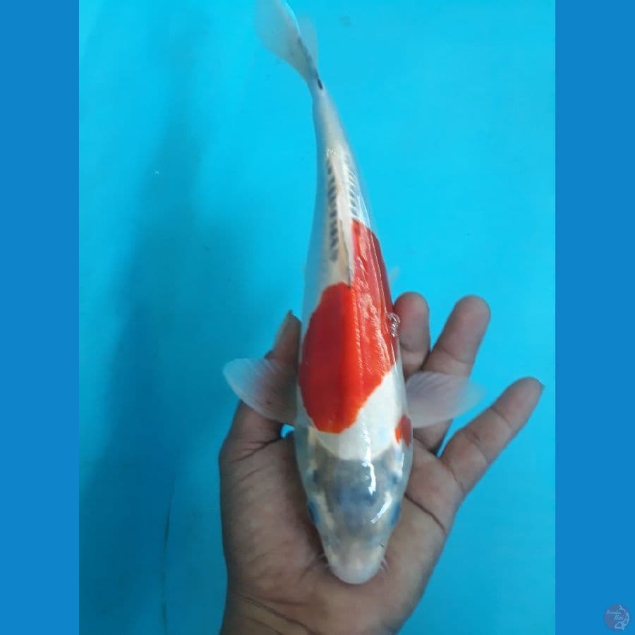 23cm