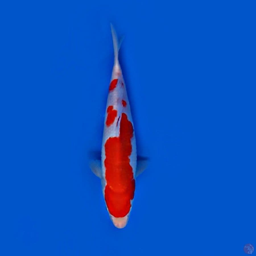 kohaku. 24.Cm