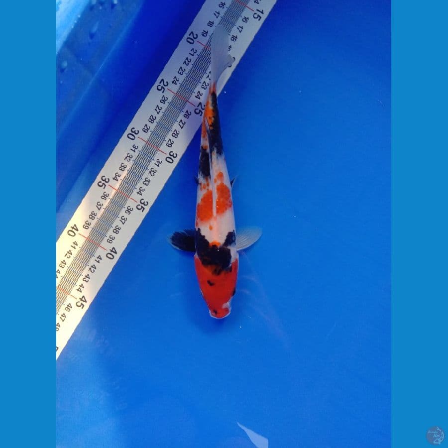 SHOWA 23 CM