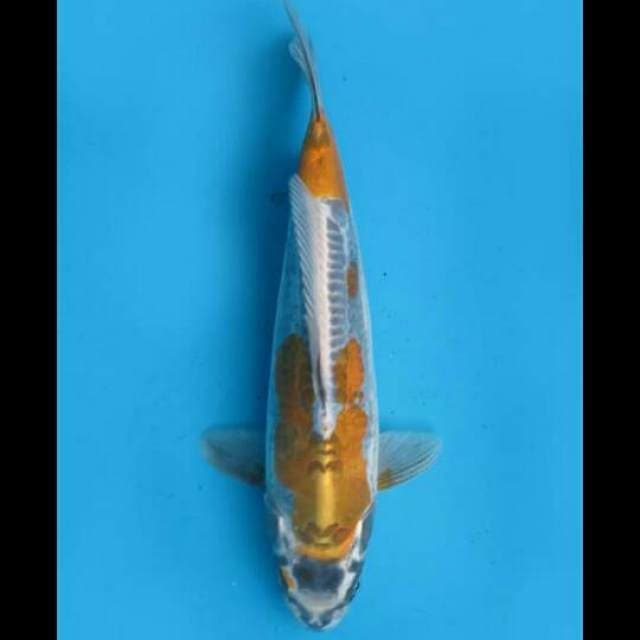 35cm Female - Beni Kikoryu SQ