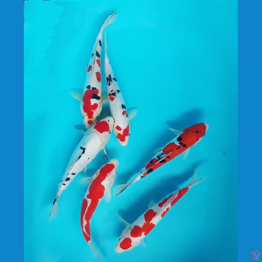All Doitsu 27-29cm 6ekor
