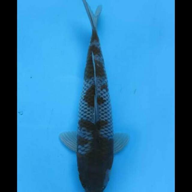 35cm Male - Ochiba Sq Good Body