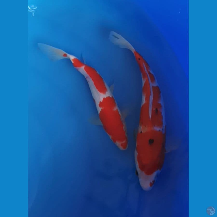 Sanke AKF 30bu , Gratis Kohaku MKF 25bu