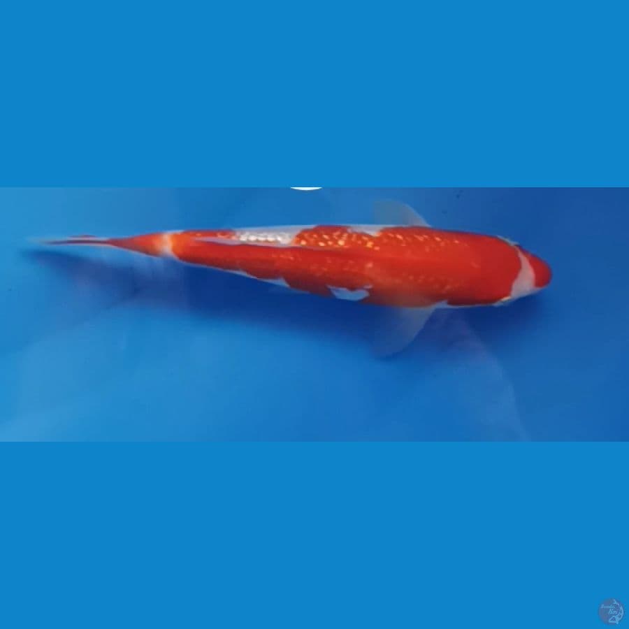 Ginrin Kohaku 20bu Majestic Koi Farm