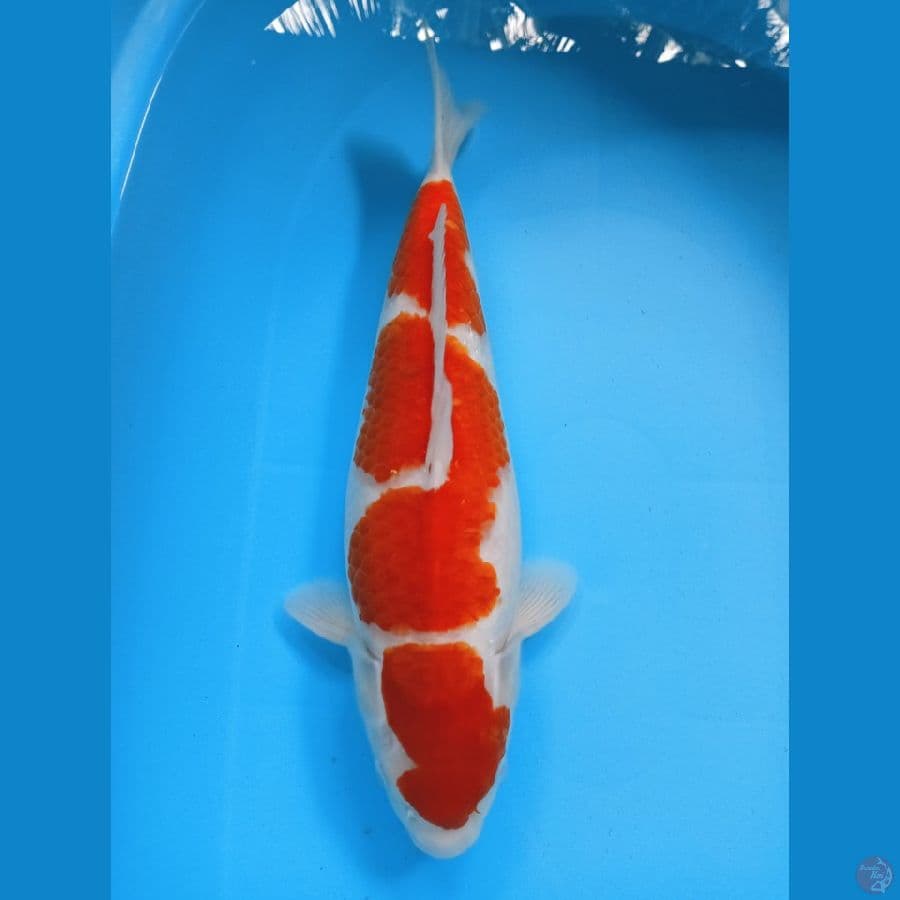 LA10 KOHAKU ORIGINAL F 38CM BULKY