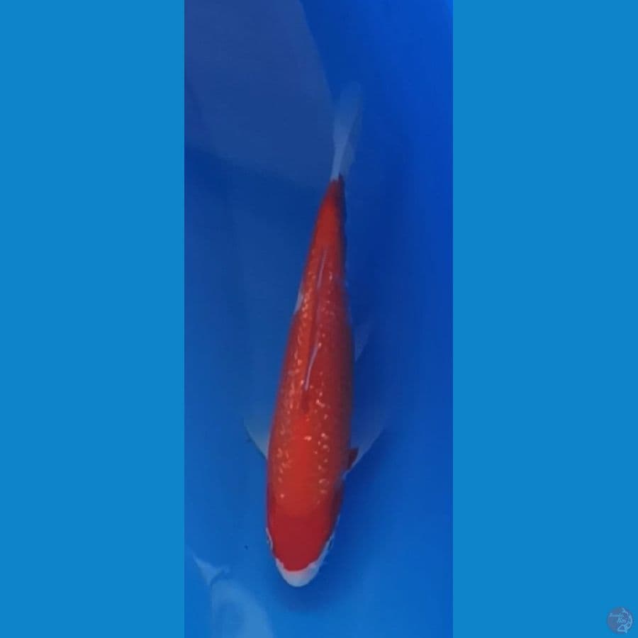 Ginrin Kohaku 20bu Majestic Koi Farm